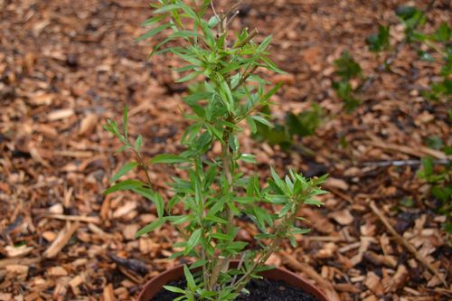 Verveine d'Argentine