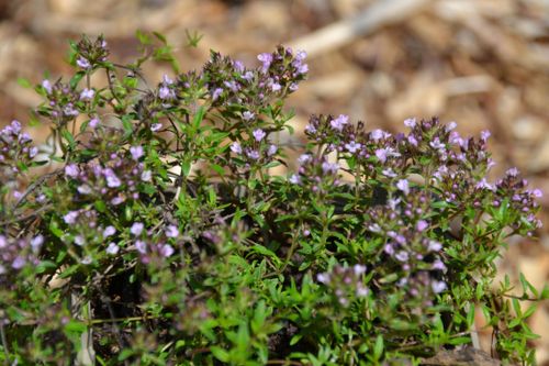 Thym carvi